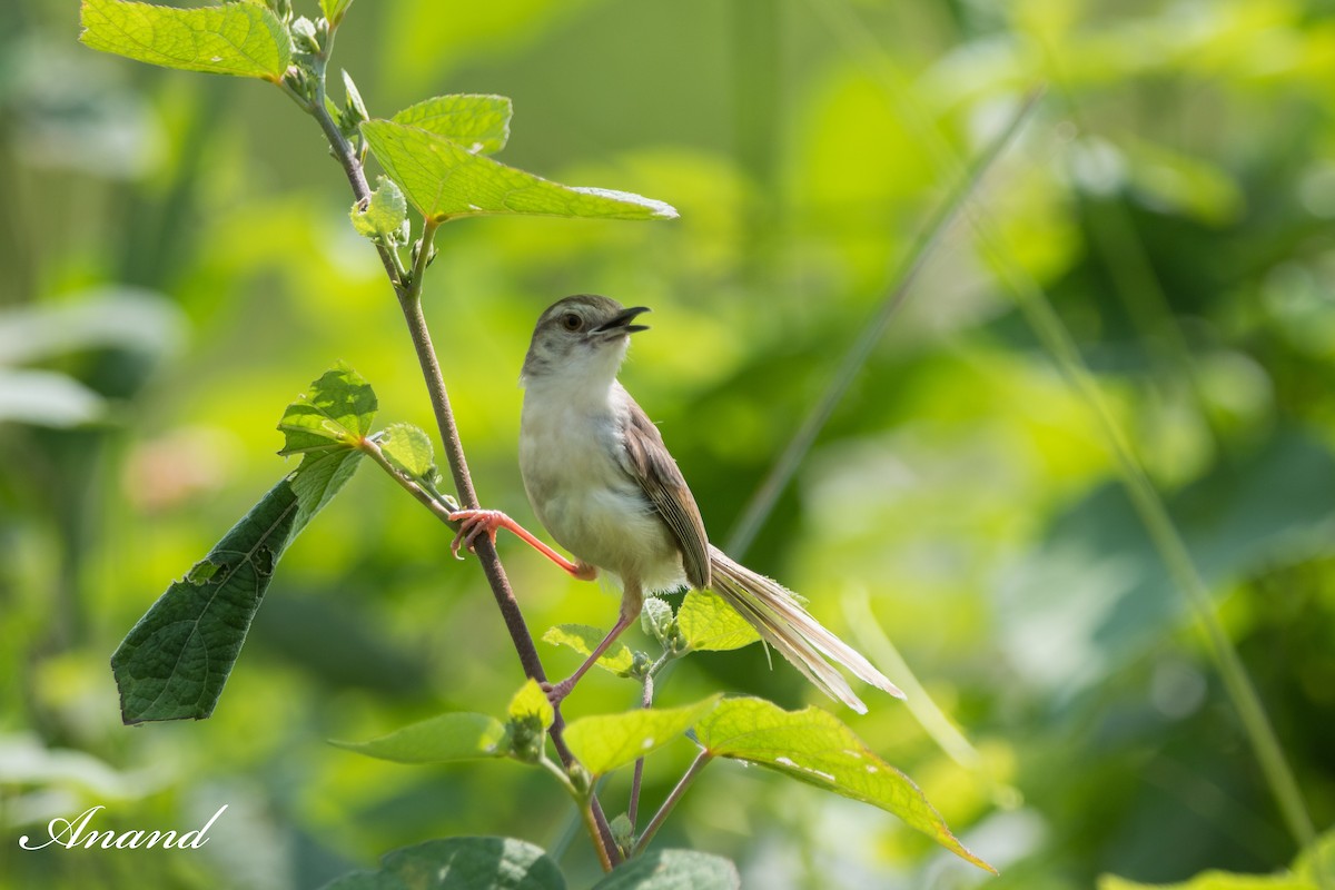 Prinia Sencilla - ML623939621