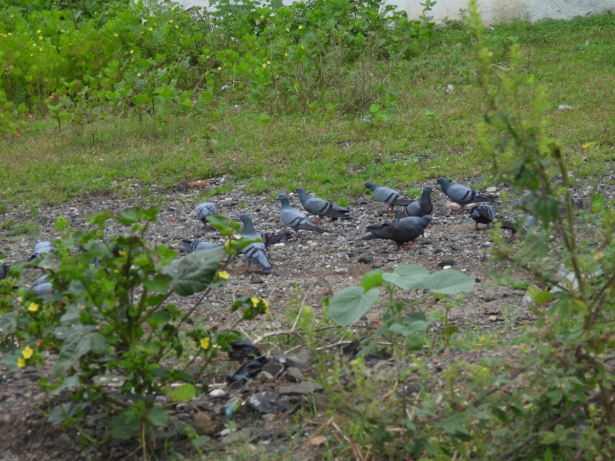 Rock Pigeon (Feral Pigeon) - ML623939631