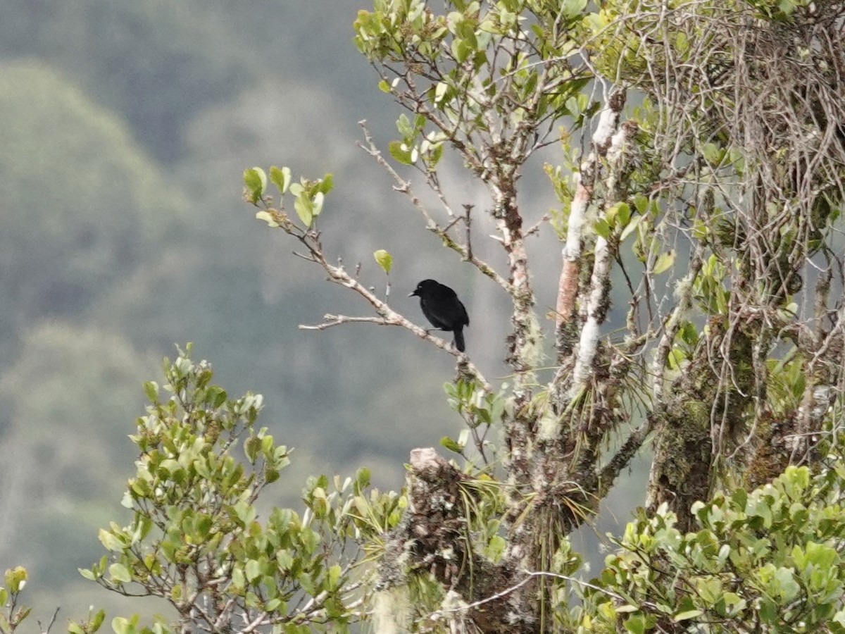 Loriasamtvogel - ML623939633