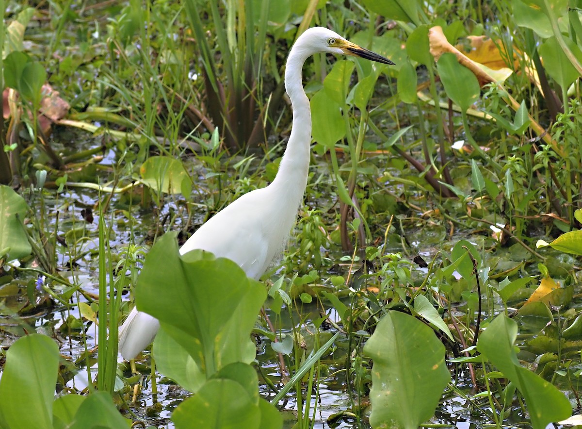 Medium Egret - ML623939635