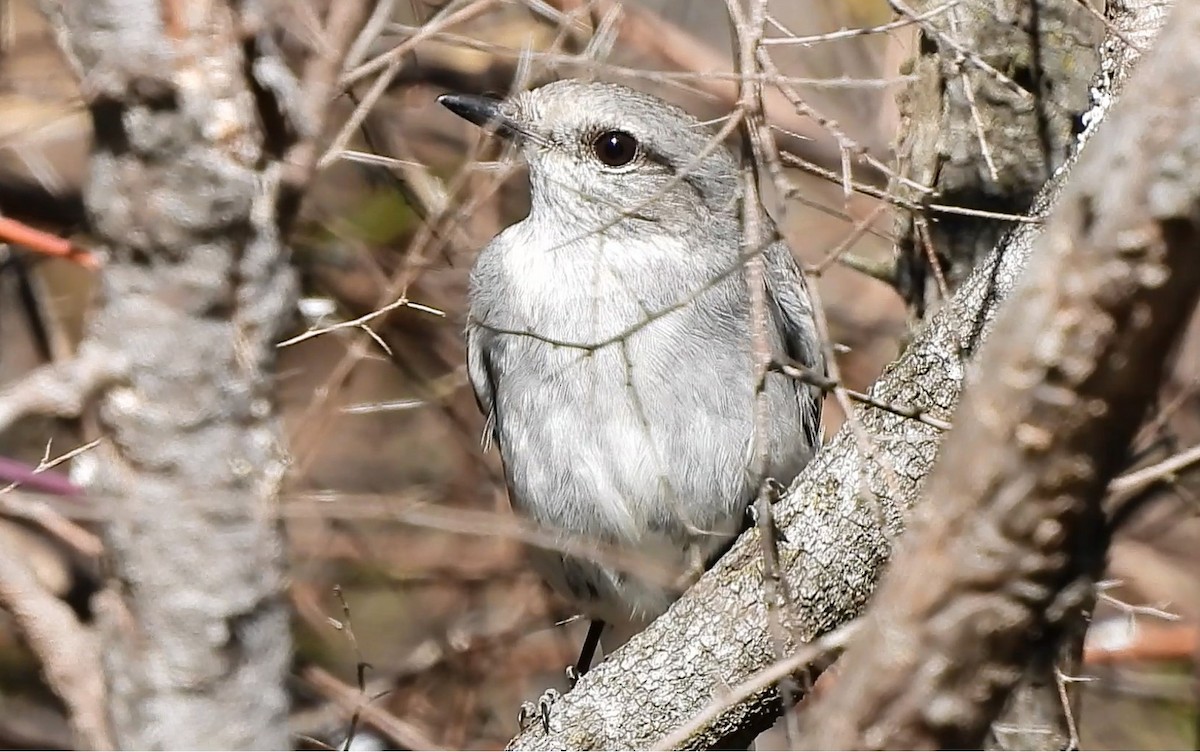 Hooded Robin - ML623939643