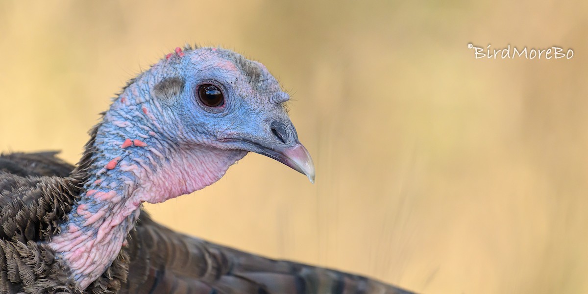 Wild Turkey - ML623939659