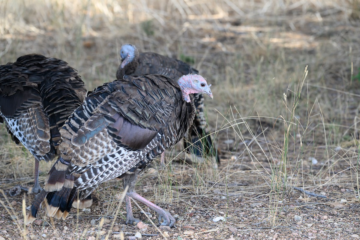 Wild Turkey - ML623939663