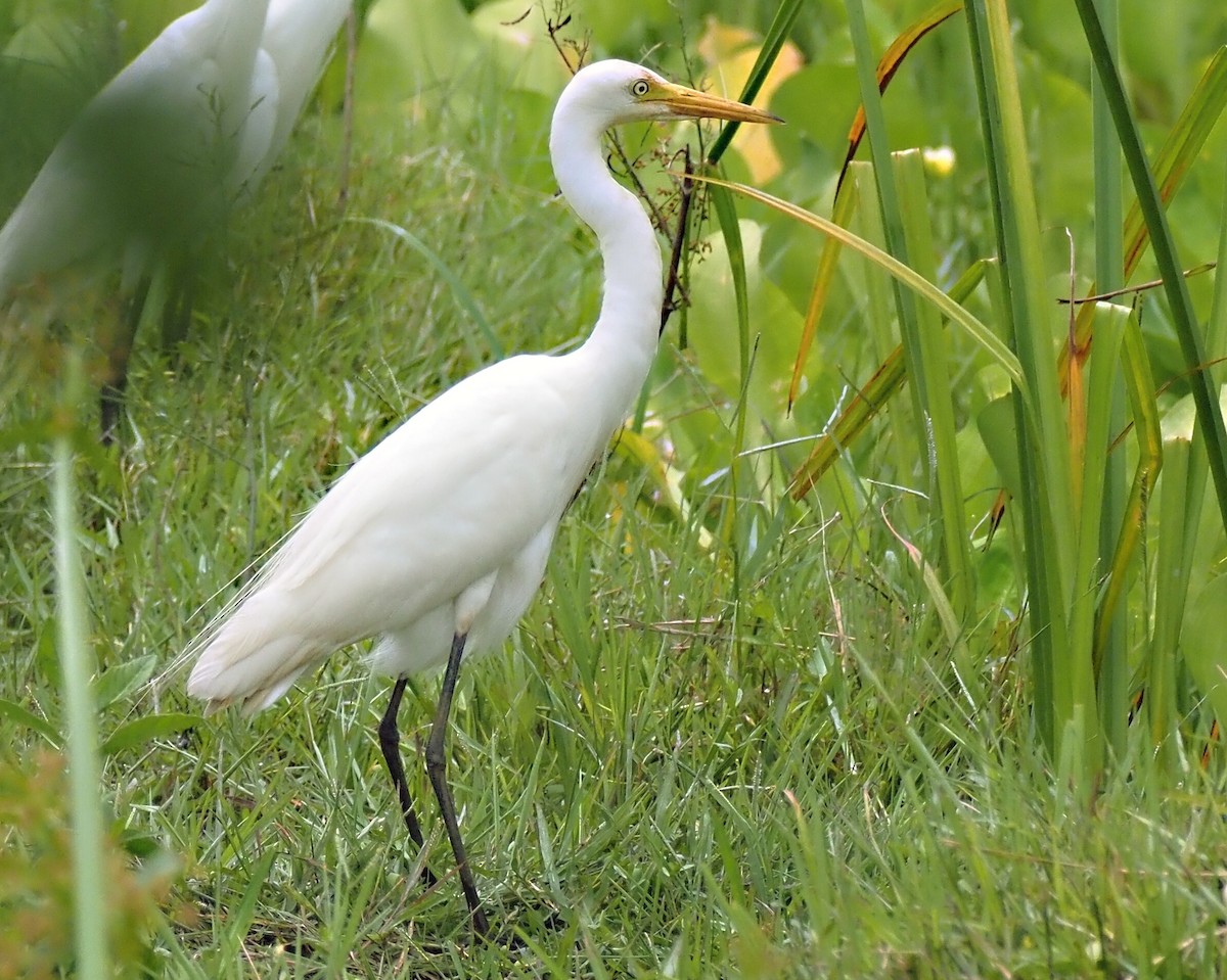 Medium Egret - ML623939667