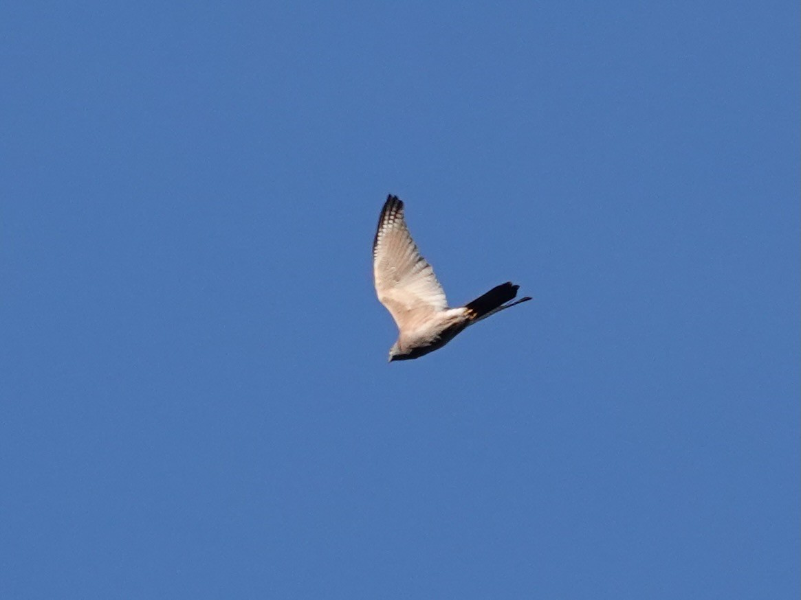 Brown Goshawk - Whitney Mortimer