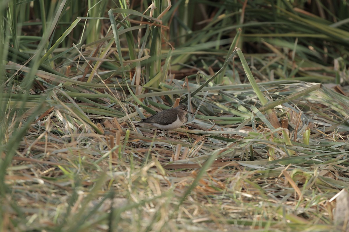 Common Sandpiper - ML623939671