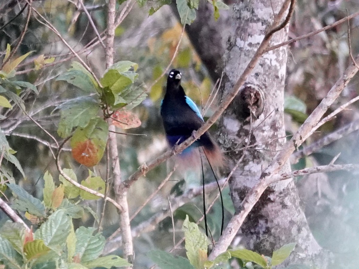 Blue Bird-of-Paradise - ML623939674