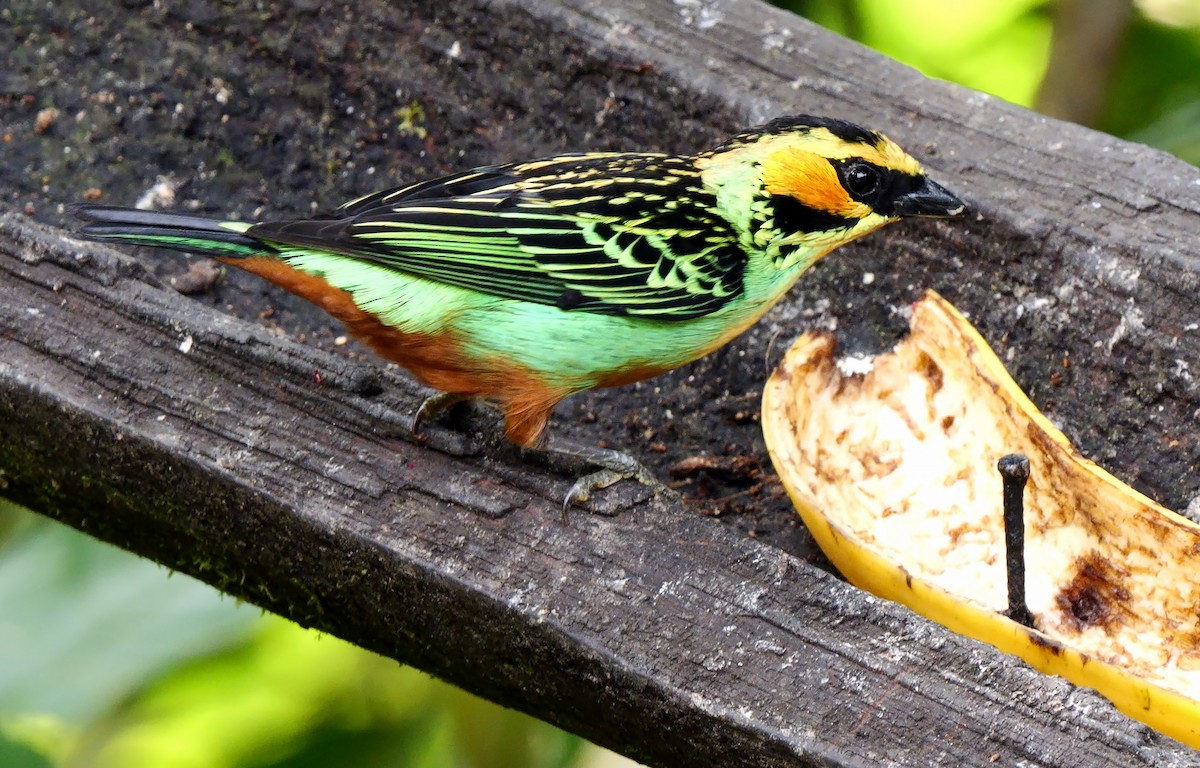 Golden-eared Tanager - ML623939675