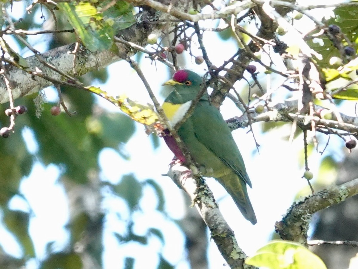 White-breasted Fruit-Dove - ML623939677