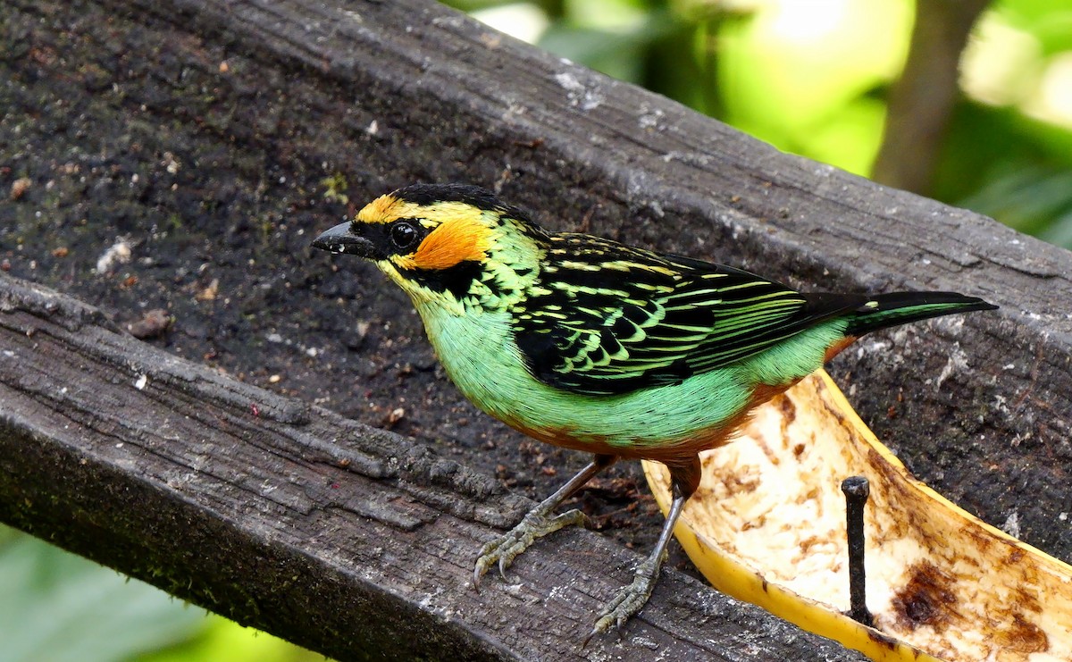 Golden-eared Tanager - ML623939678