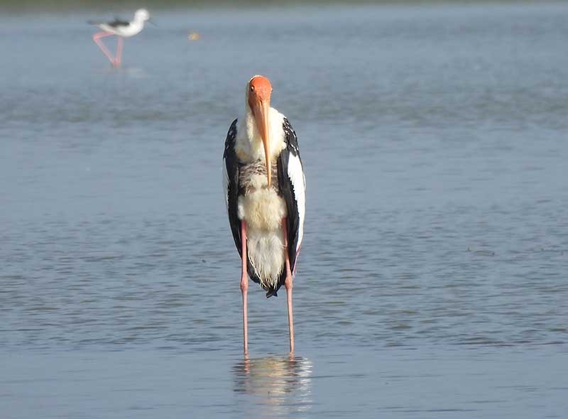 Painted Stork - ML623939689