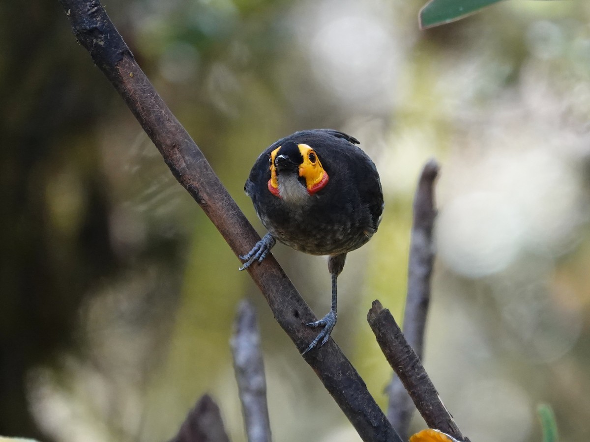 Smoky Honeyeater - ML623939690