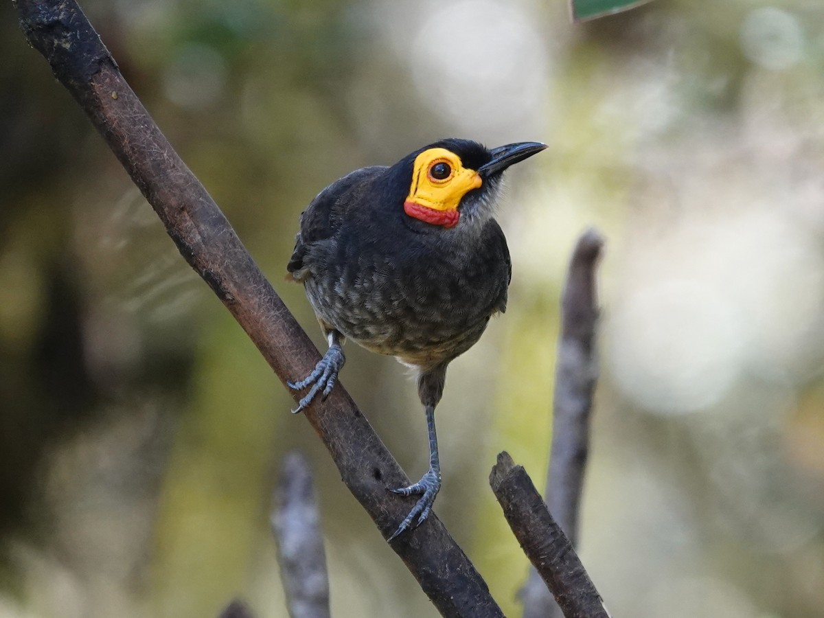 Smoky Honeyeater - ML623939691