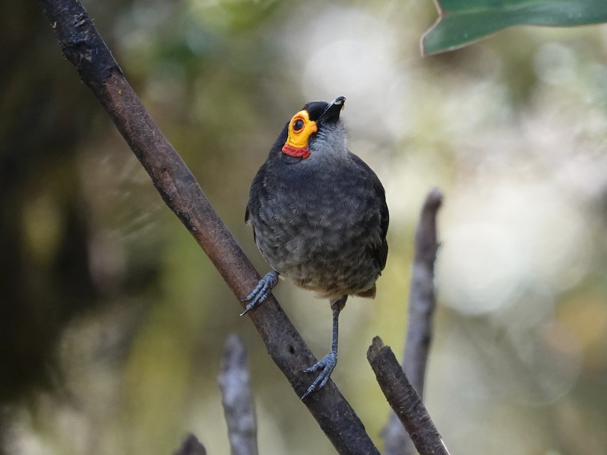 Smoky Honeyeater - ML623939692