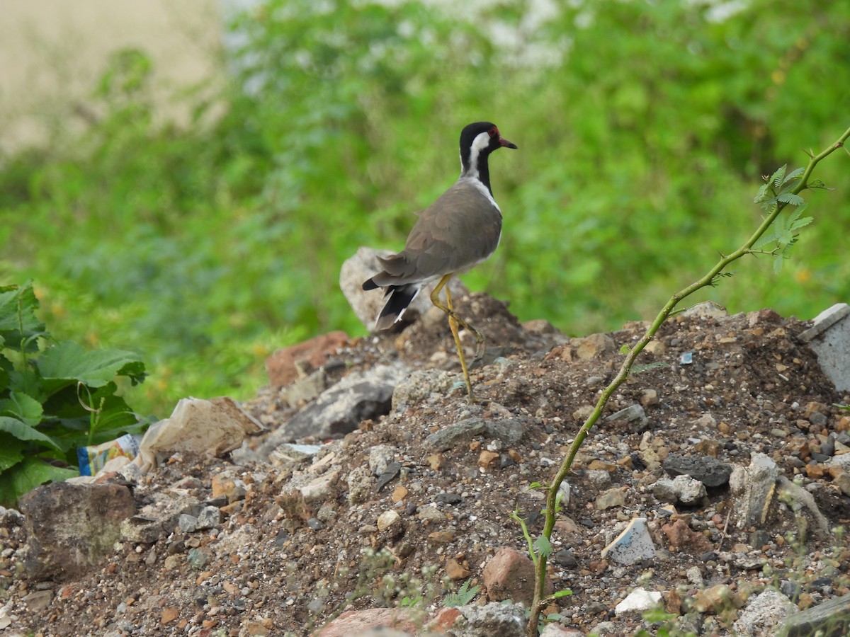 Red-wattled Lapwing - ML623939708