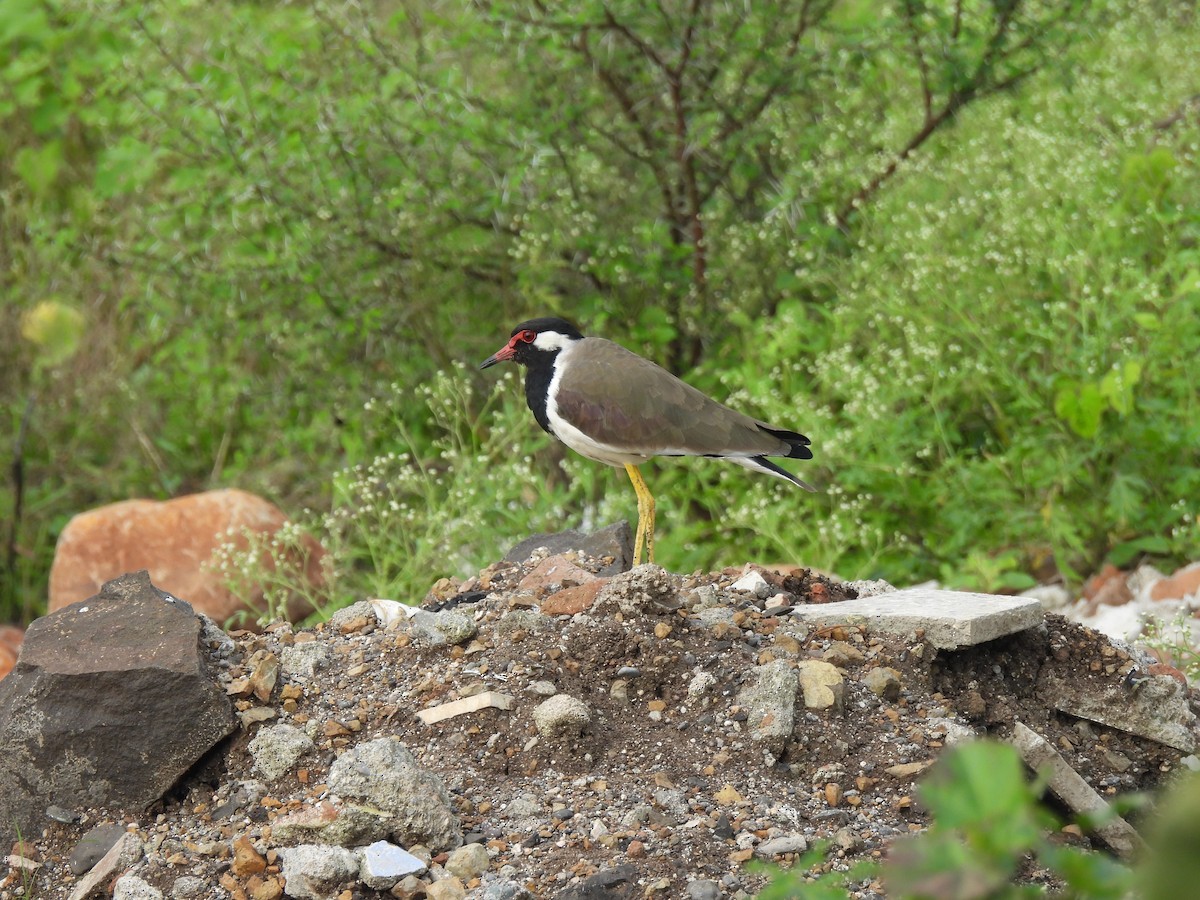 Red-wattled Lapwing - ML623939712