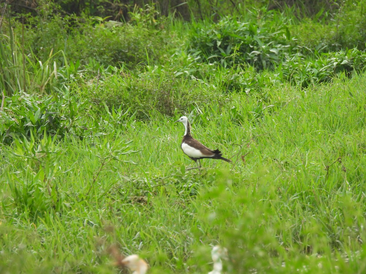 Pheasant-tailed Jacana - ML623939718