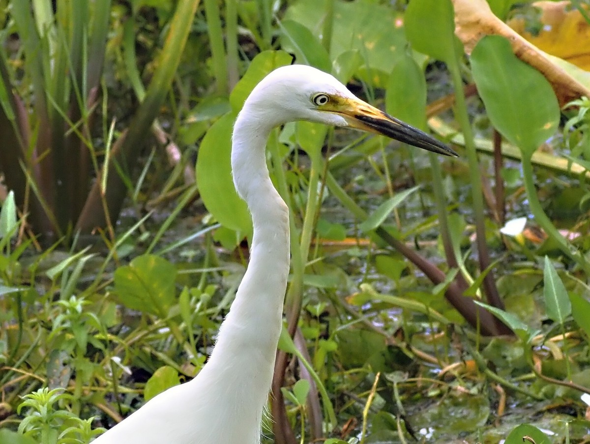 Medium Egret - ML623939738