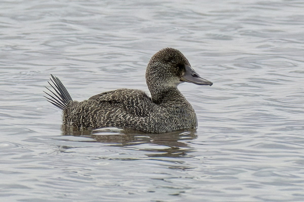 Blue-billed Duck - ML623939739