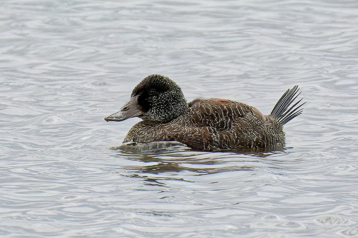 Blue-billed Duck - ML623939740