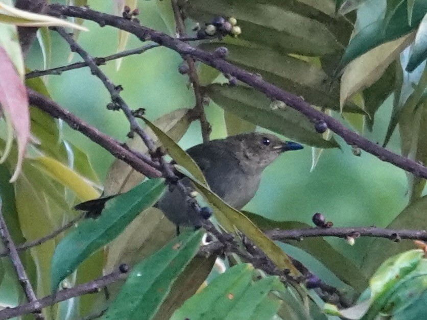 Fan-tailed Berrypecker - ML623939745