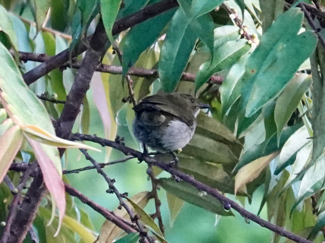 Fan-tailed Berrypecker - ML623939746