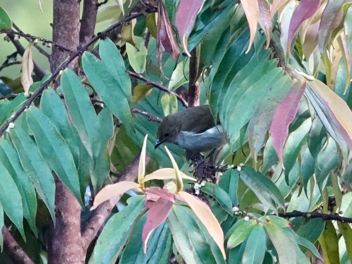 Fan-tailed Berrypecker - ML623939747