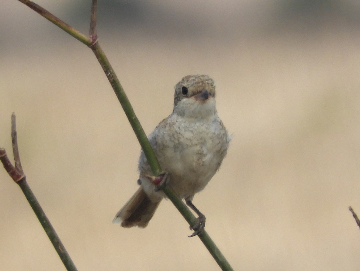 Woodchat Shrike - ML623939767