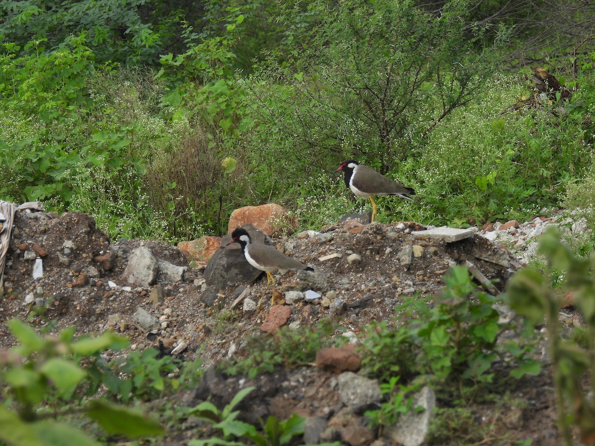 Red-wattled Lapwing - ML623939769