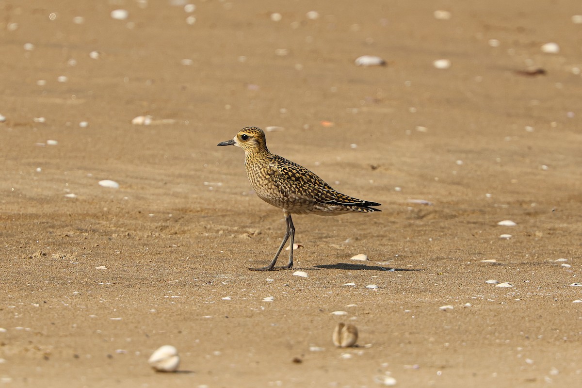 Pacific Golden-Plover - ML623939785