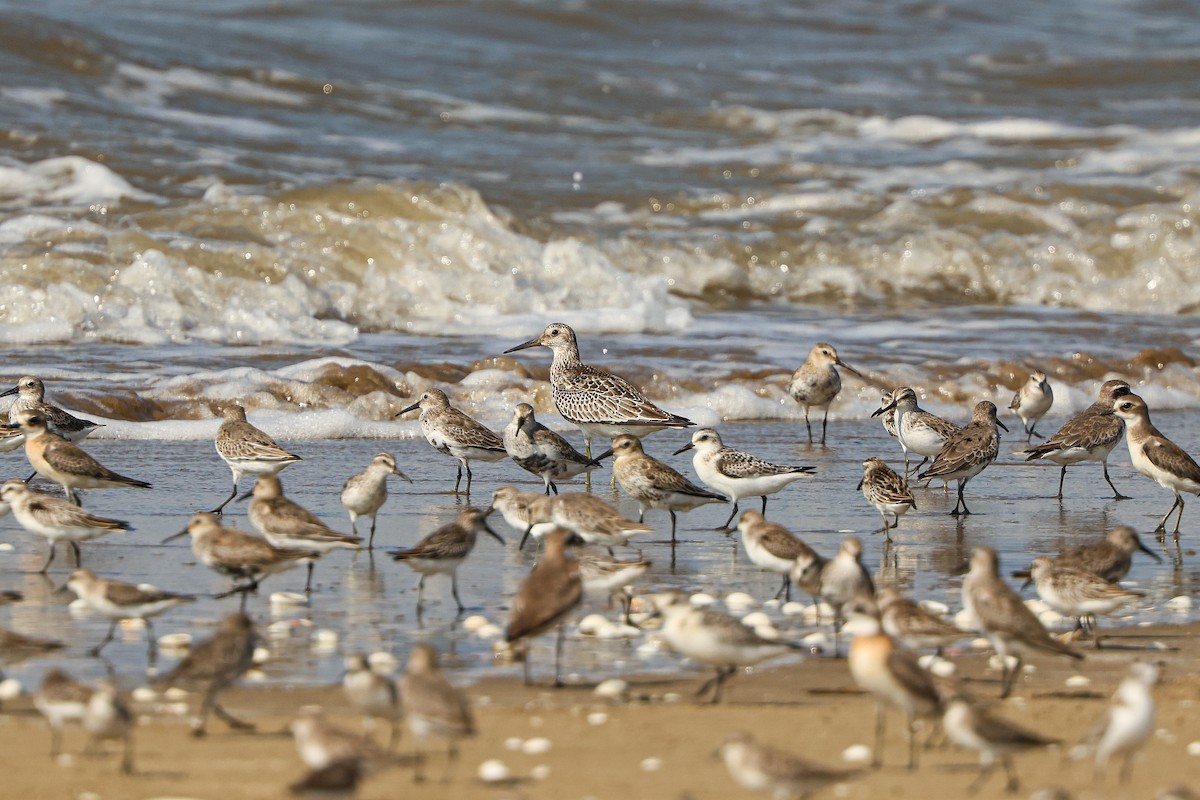 Great Knot - ML623939806