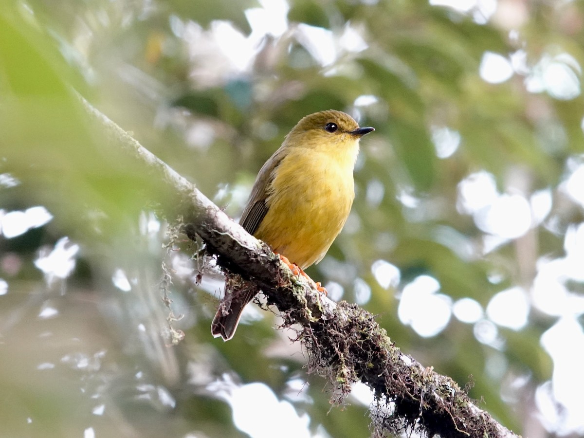 Canary Flyrobin - ML623939819