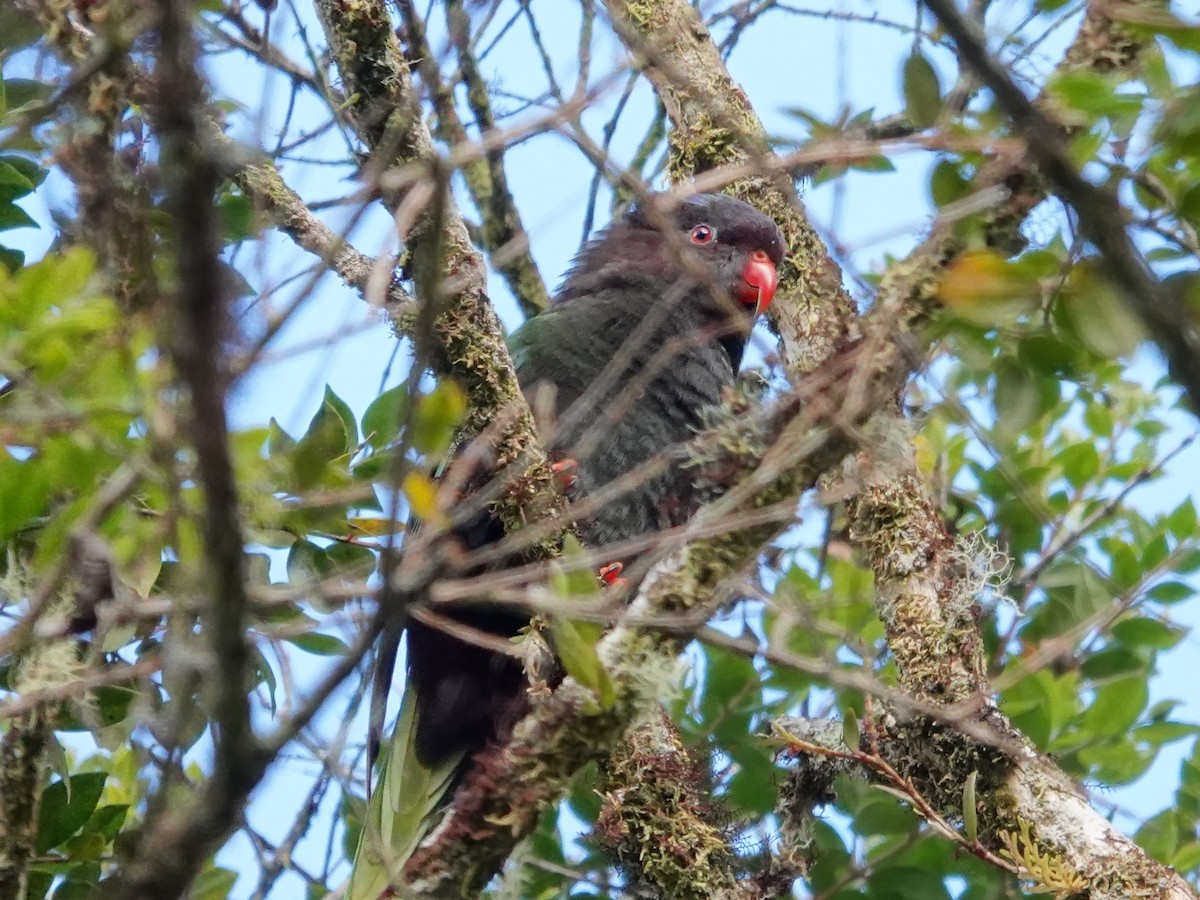 Papua Loriketi - ML623939822