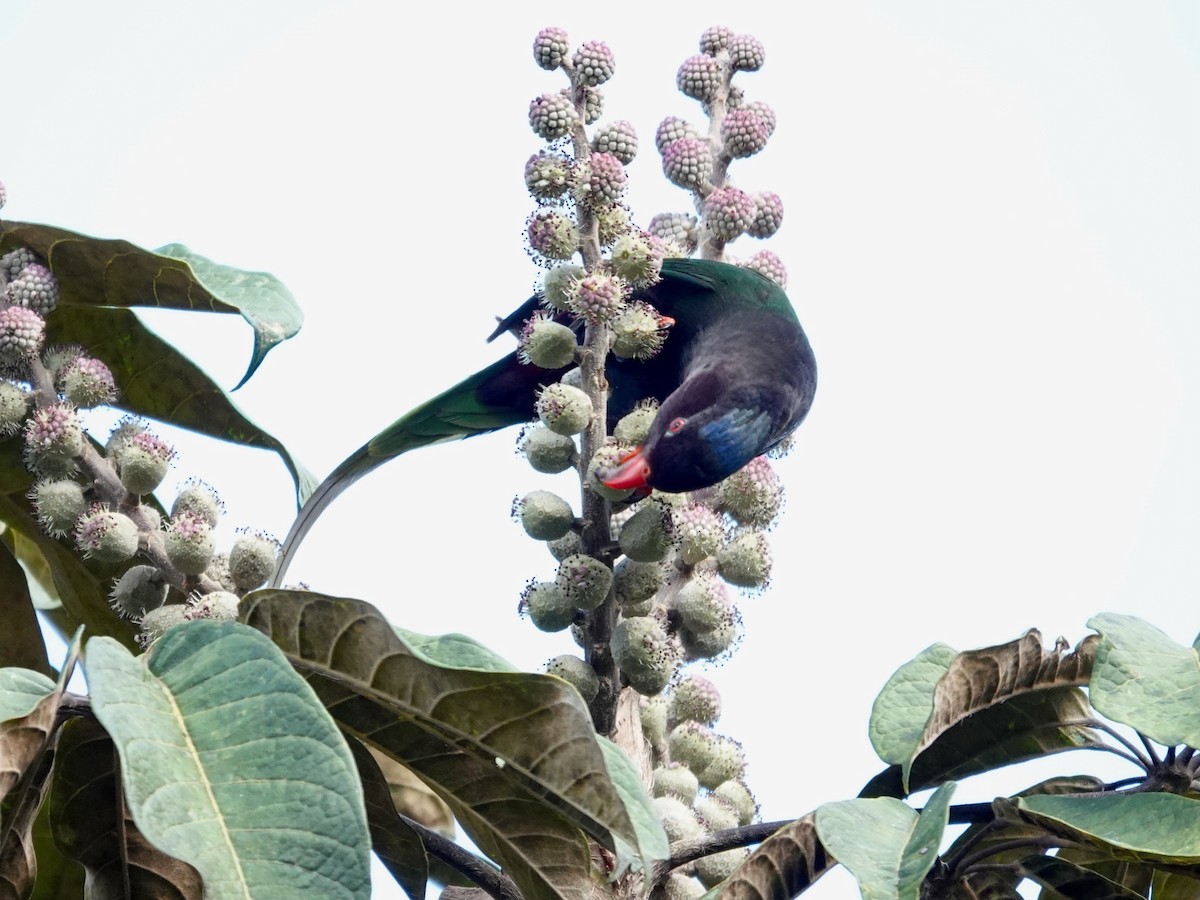 Papua Loriketi - ML623939823