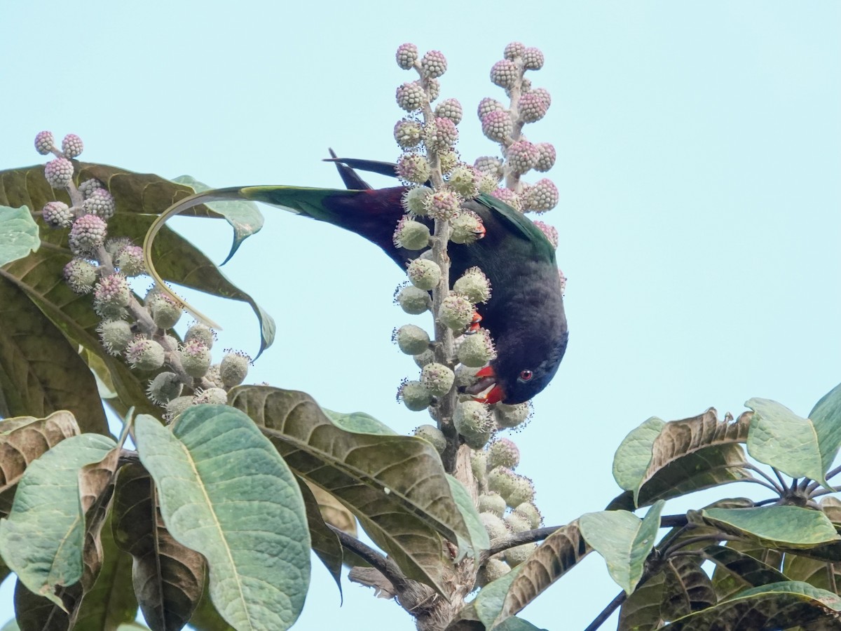 Stella's Lorikeet - ML623939824