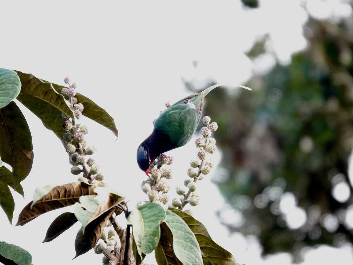 Papua Loriketi - ML623939825