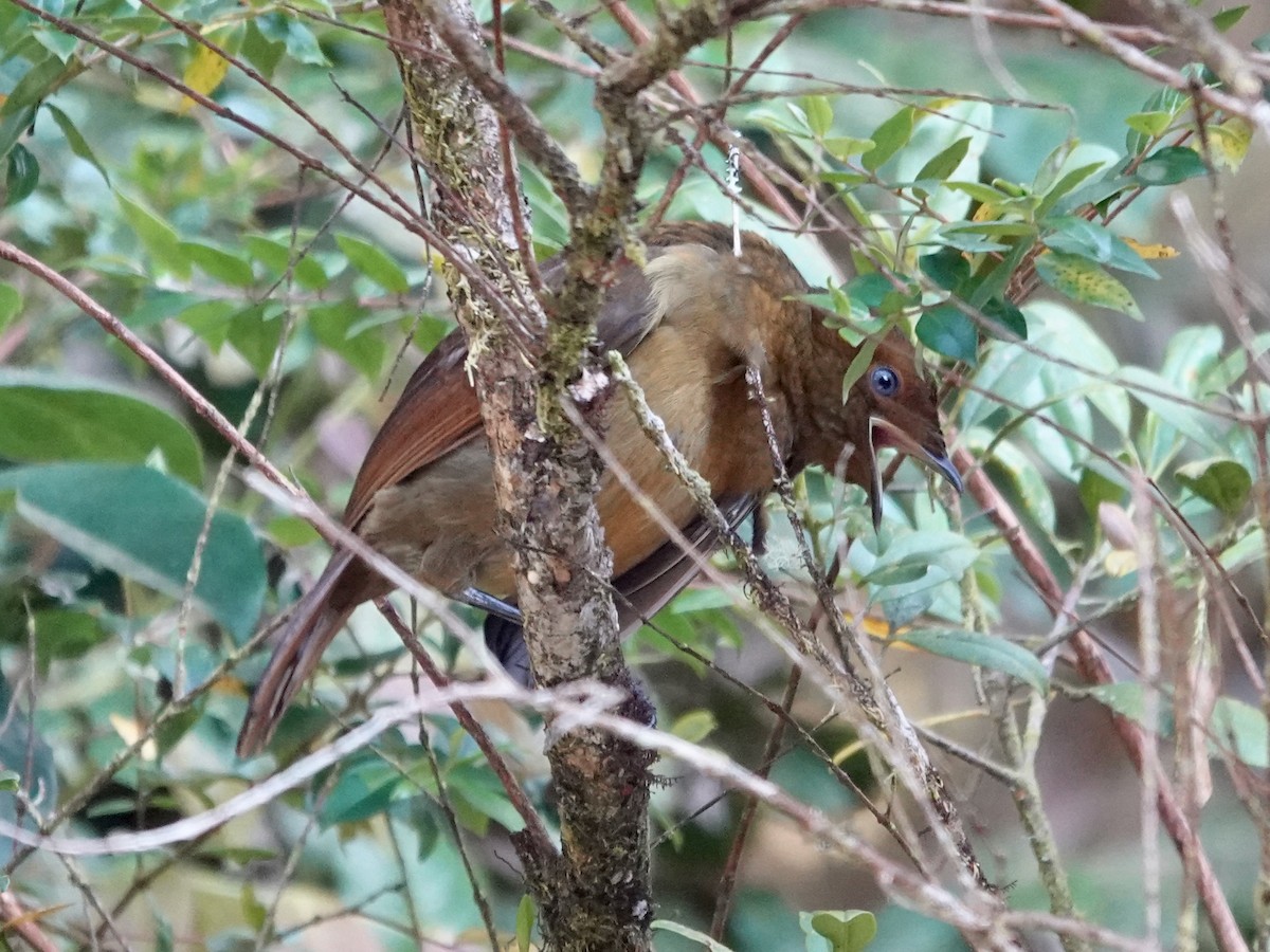 Crested Satinbird (Red) - Whitney Mortimer