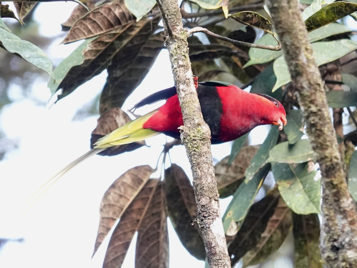 Papua Loriketi - ML623939836