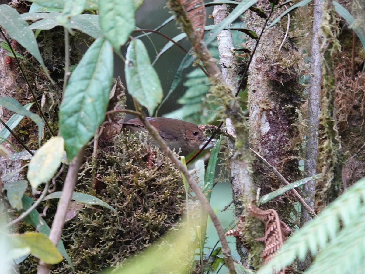Large Scrubwren - ML623939841