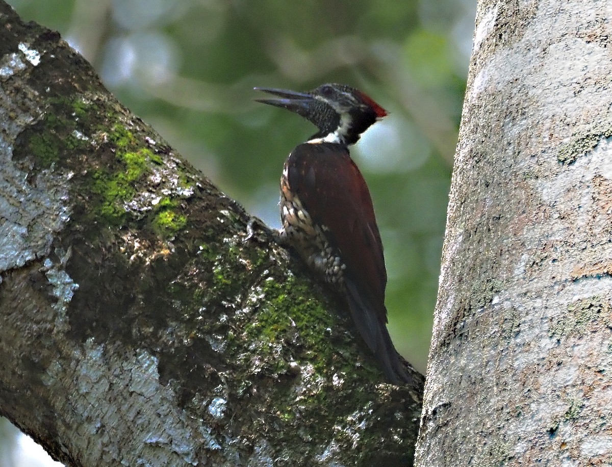 Red-backed Flameback - ML623939849