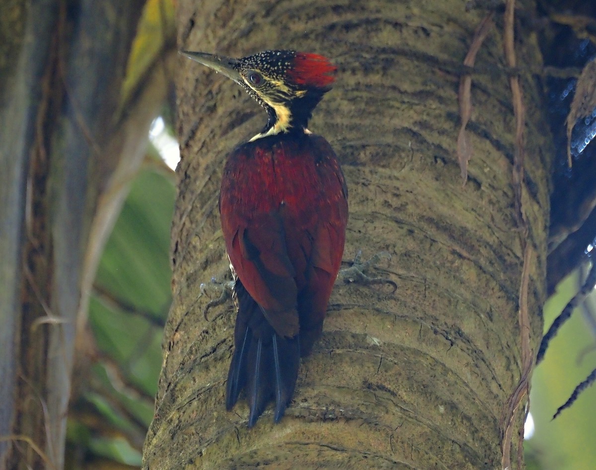 Red-backed Flameback - ML623939850