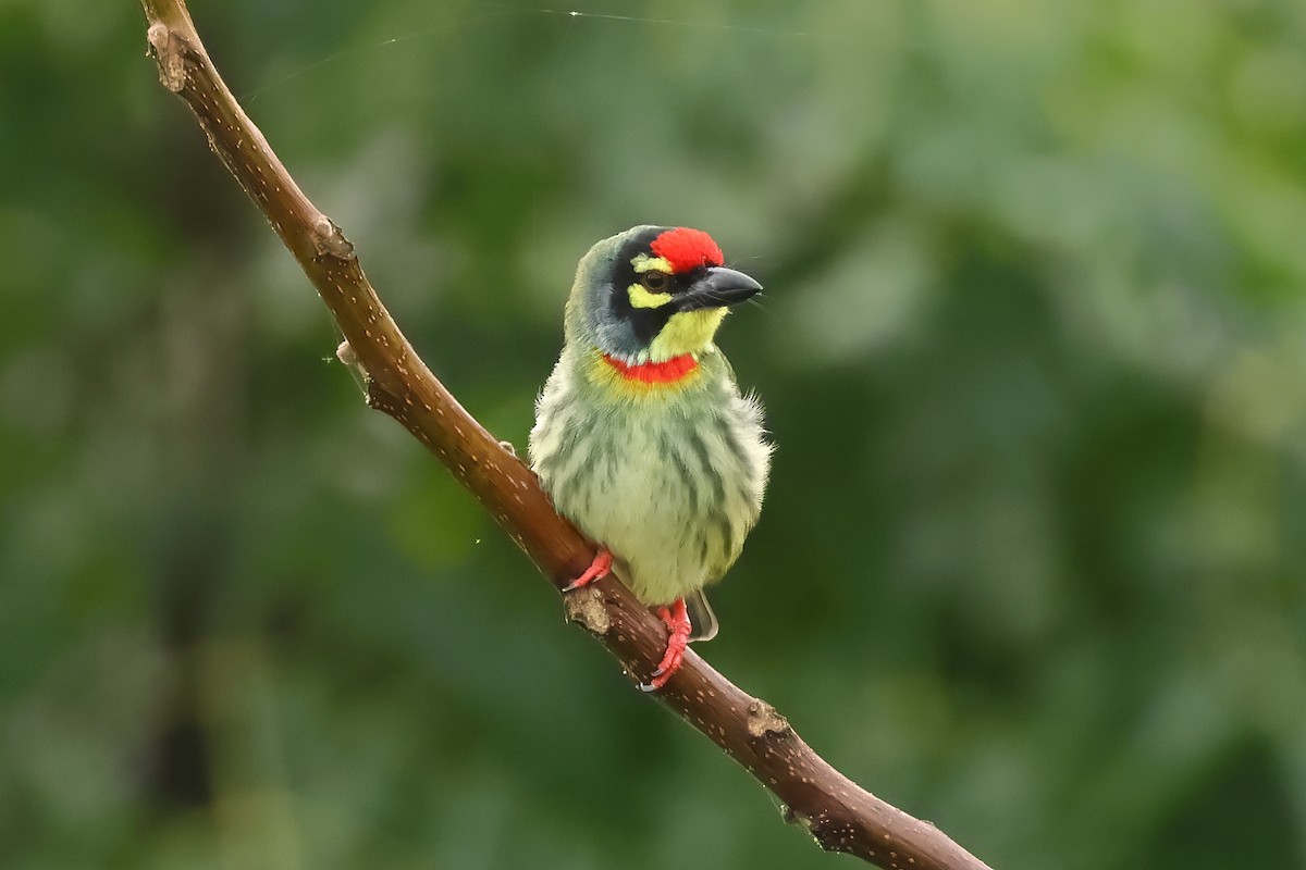 Coppersmith Barbet - ML623939867