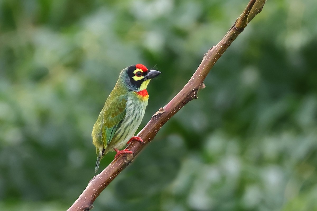 Coppersmith Barbet - ML623939872