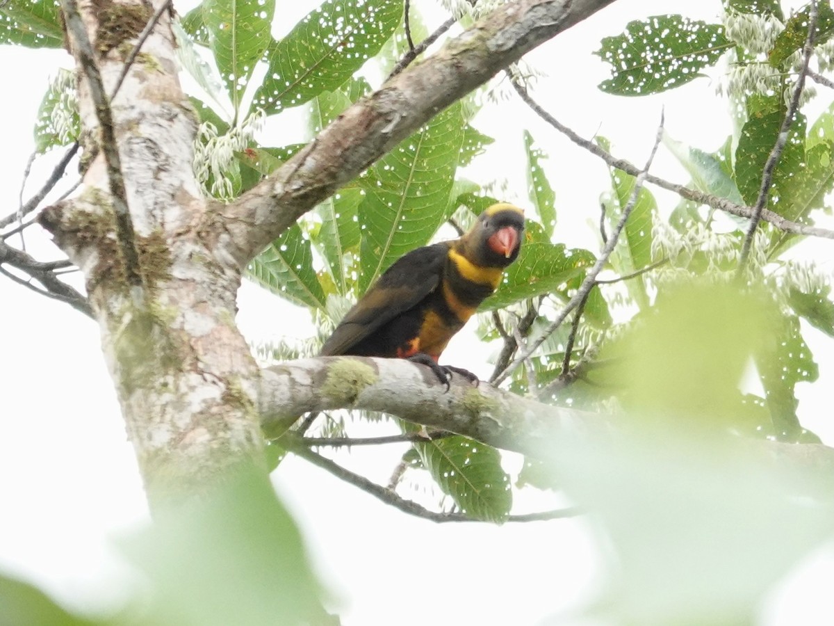 Dusky Lory - ML623939879