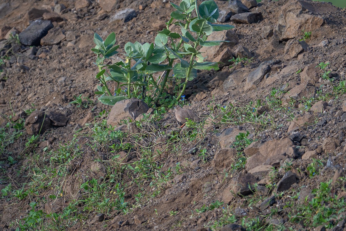 Rock Bush-Quail - ML623939884