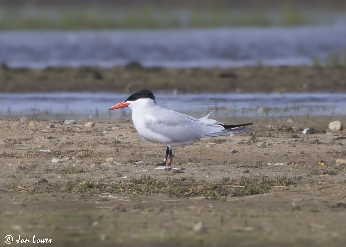 Caspian Tern - ML623939901