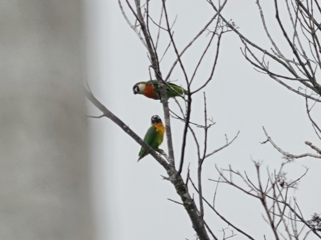 Dusky-cheeked Fig-Parrot - ML623939906