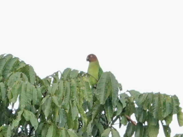 Red-cheeked Parrot - ML623939908