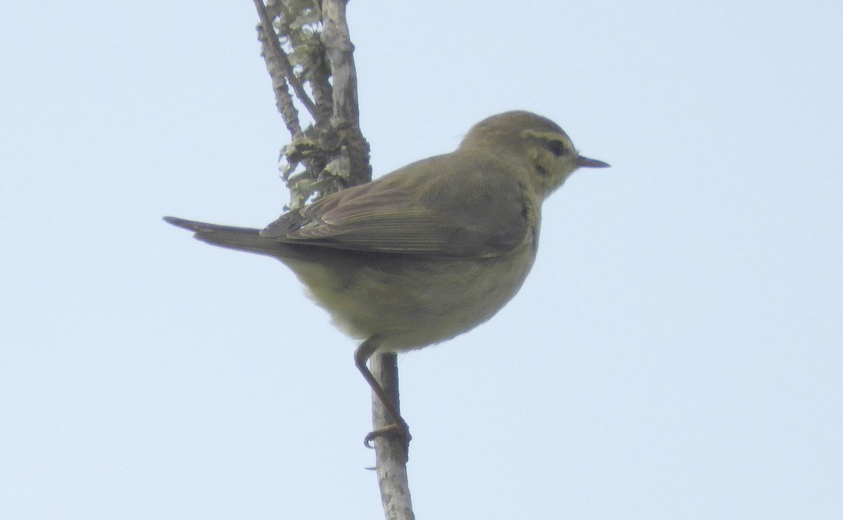 Willow Warbler - ML623939910