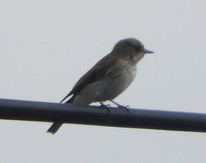 Spotted Flycatcher - ML623939915